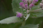 Rosy camphorweed